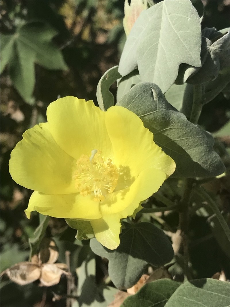 Hawai'Ian Cotton photo 5