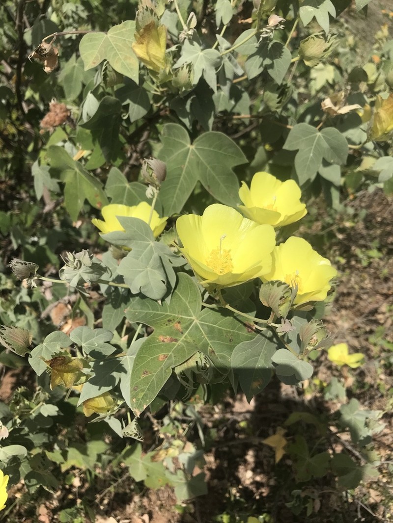 Hawai'Ian Cotton photo 6