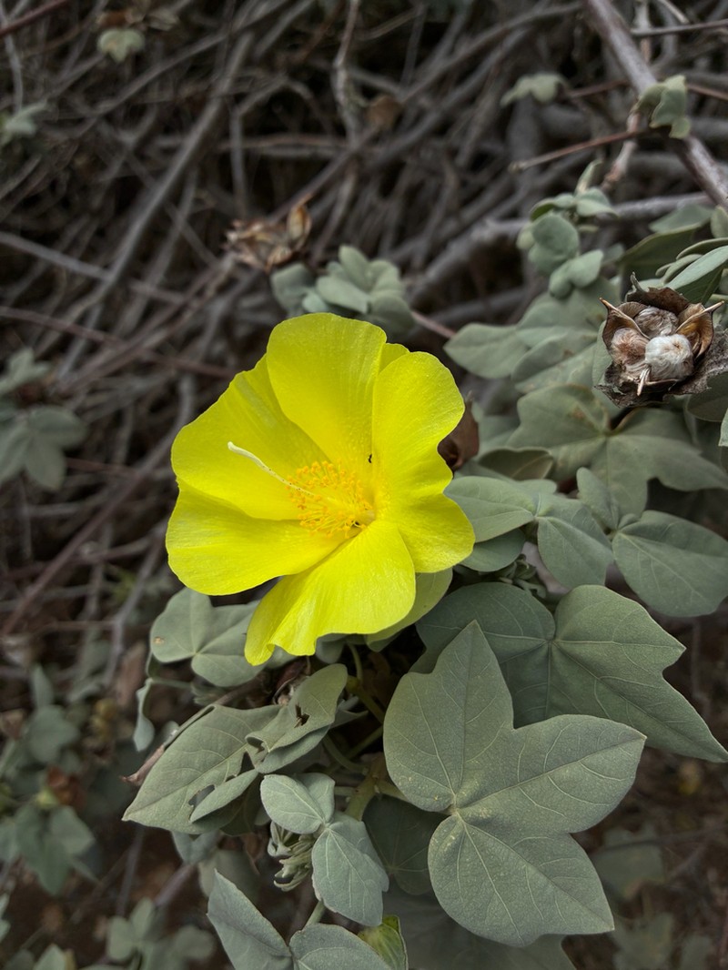 Hawai'Ian Cotton photo 8