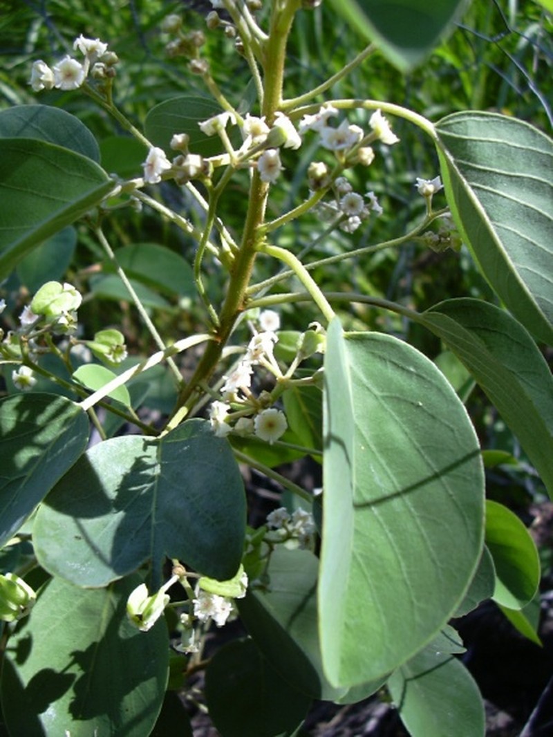 Hairyfruit Chewstick