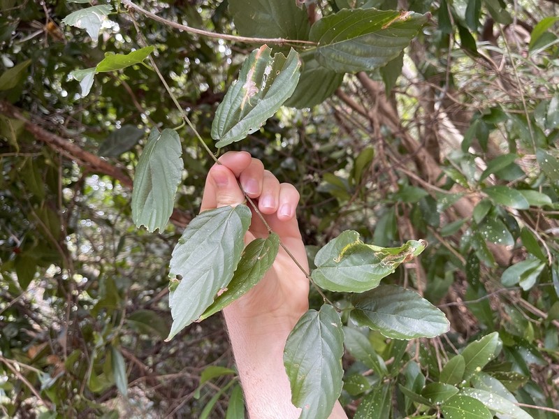 Whiteroot photo 2