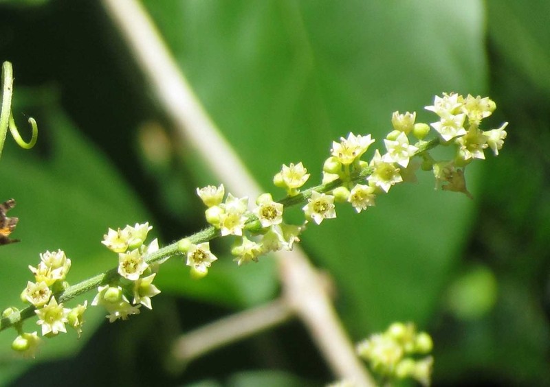 Whiteroot photo 4
