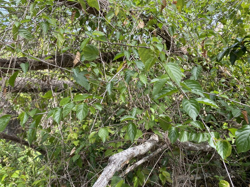 Whiteroot photo 5
