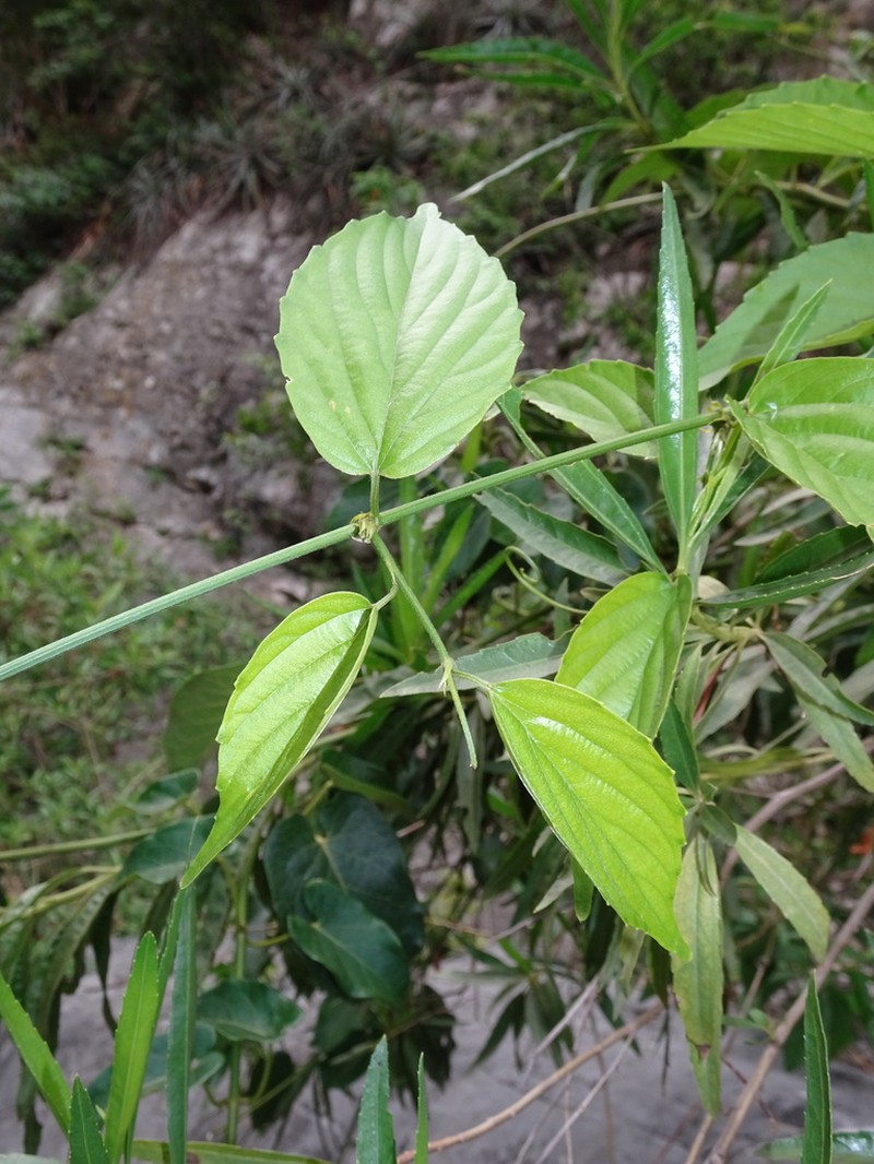 Whiteroot photo 6