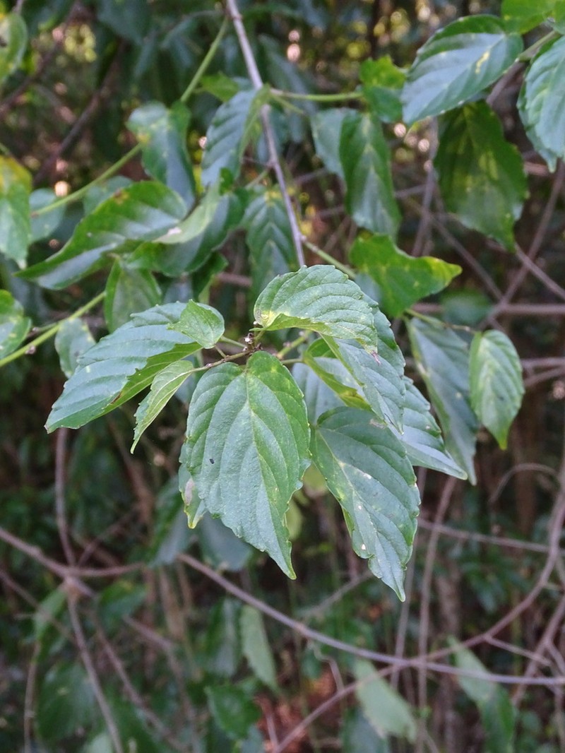 Whiteroot photo 7