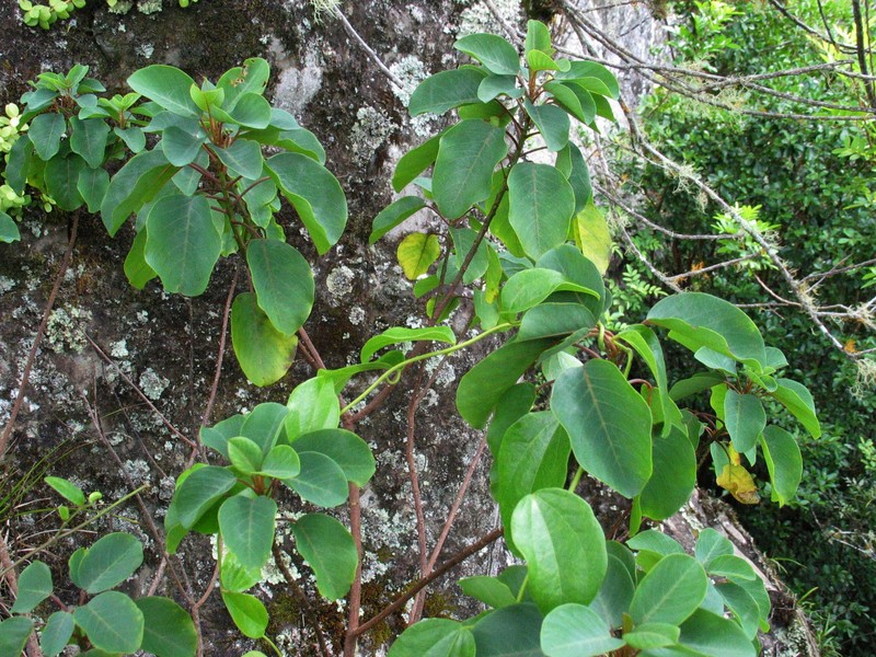 Smoothfruit Chewstick