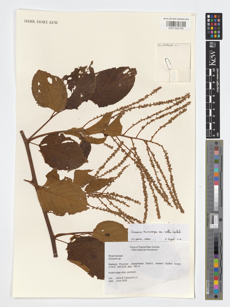 Gouania microcarpa var. mollis