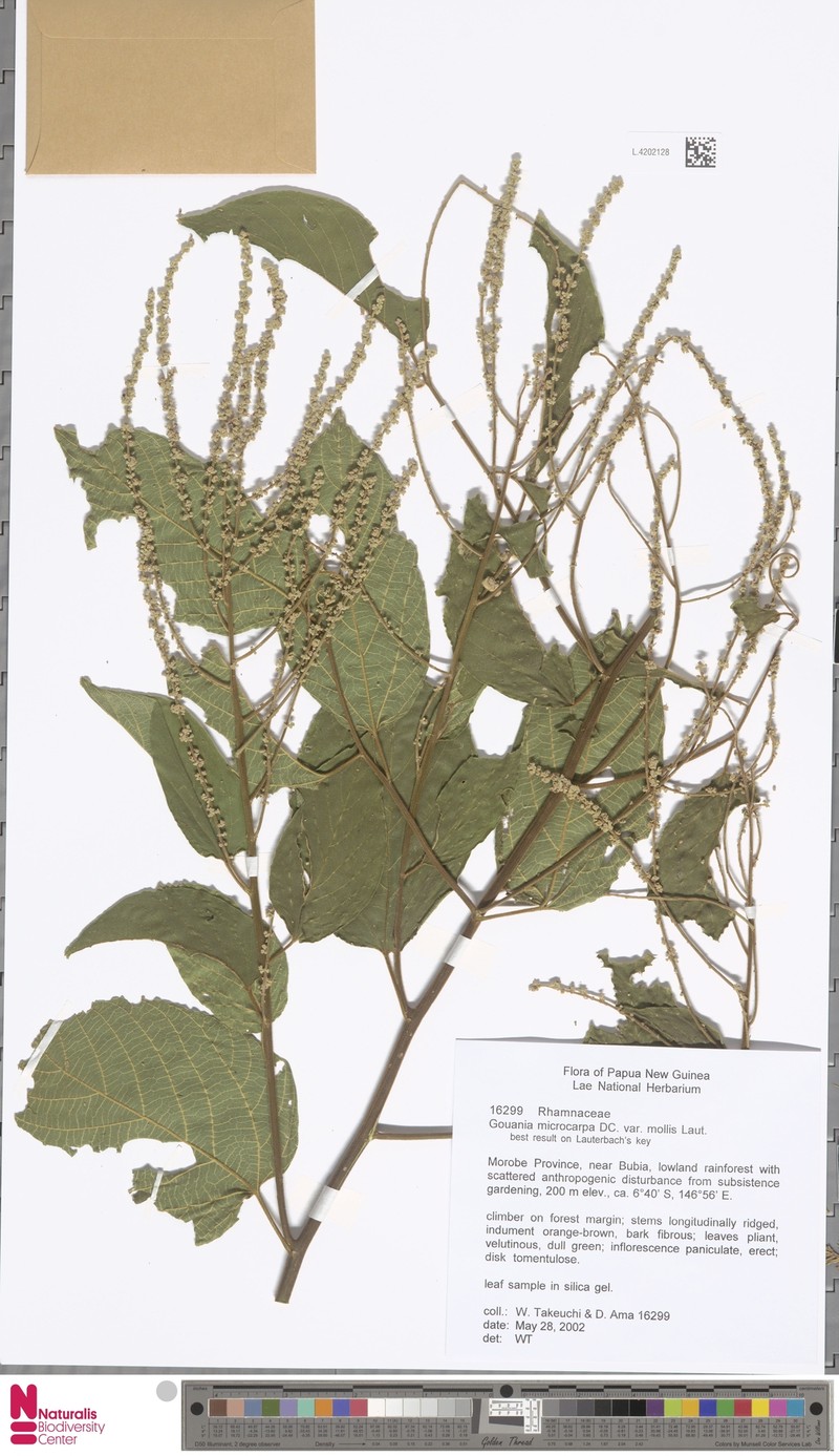 Gouania microcarpa var. mollis photo 2