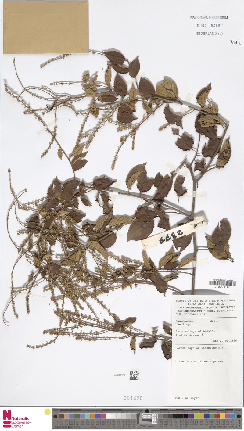 Gouania microcarpa var. mollis photo 4
