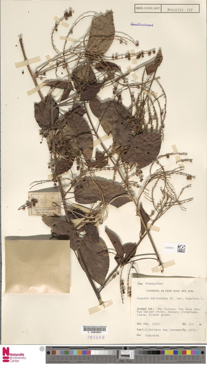 Gouania microcarpa var. rugulosa