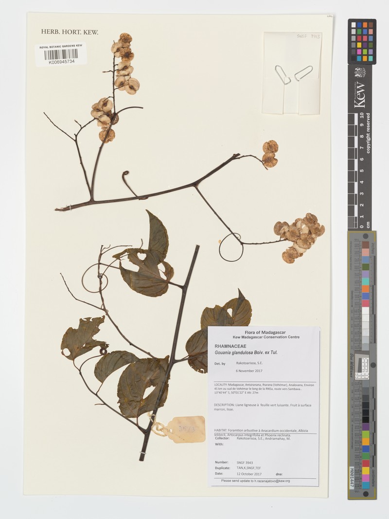 Gouania tiliifolia subsp. glandulosa