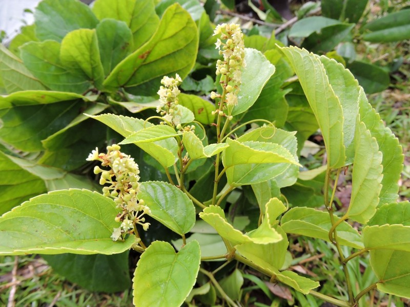 Gouania tiliifolia subsp. glandulosa photo 2