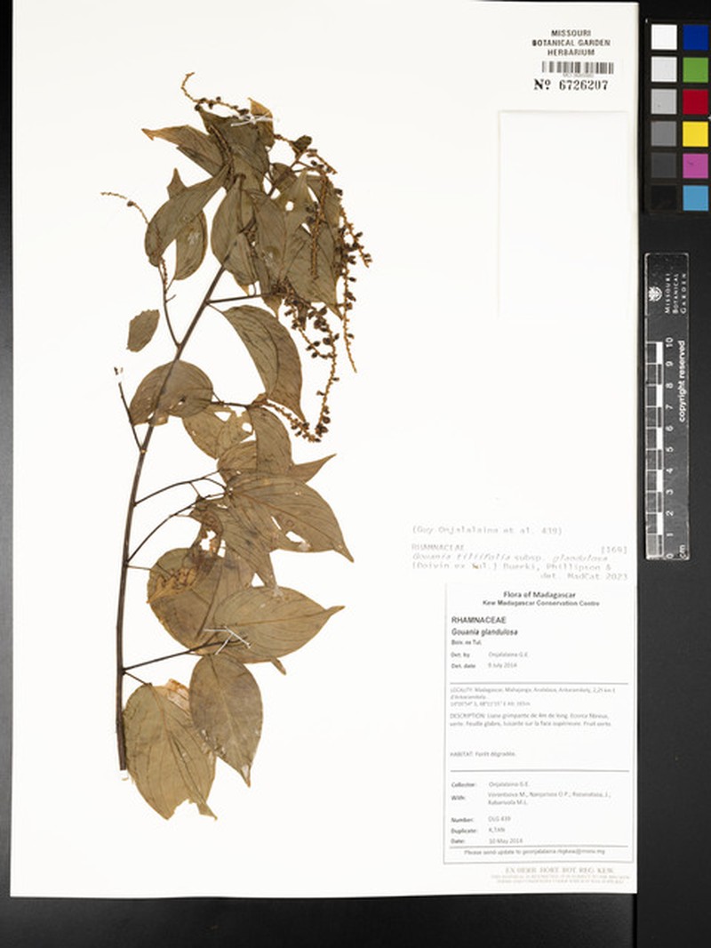 Gouania tiliifolia subsp. glandulosa photo 3