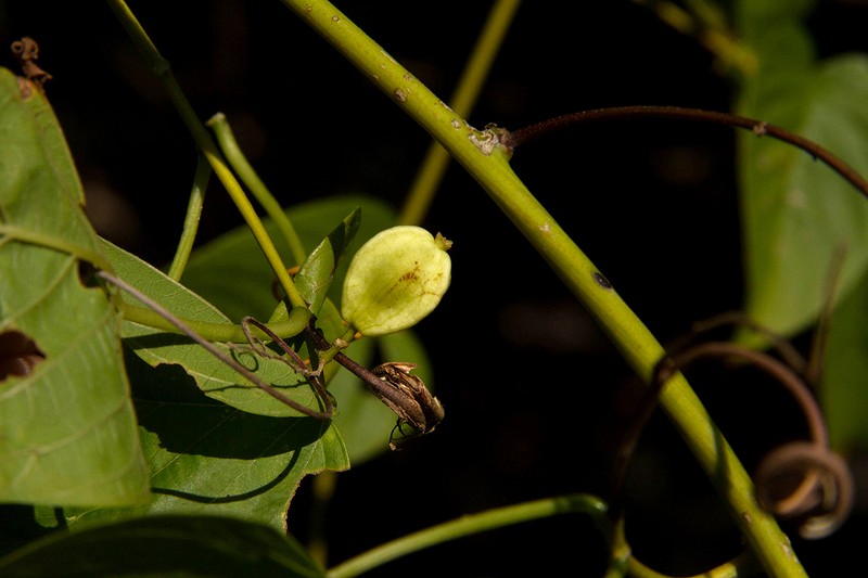 Gouania tiliifolia subsp. tiliifolia