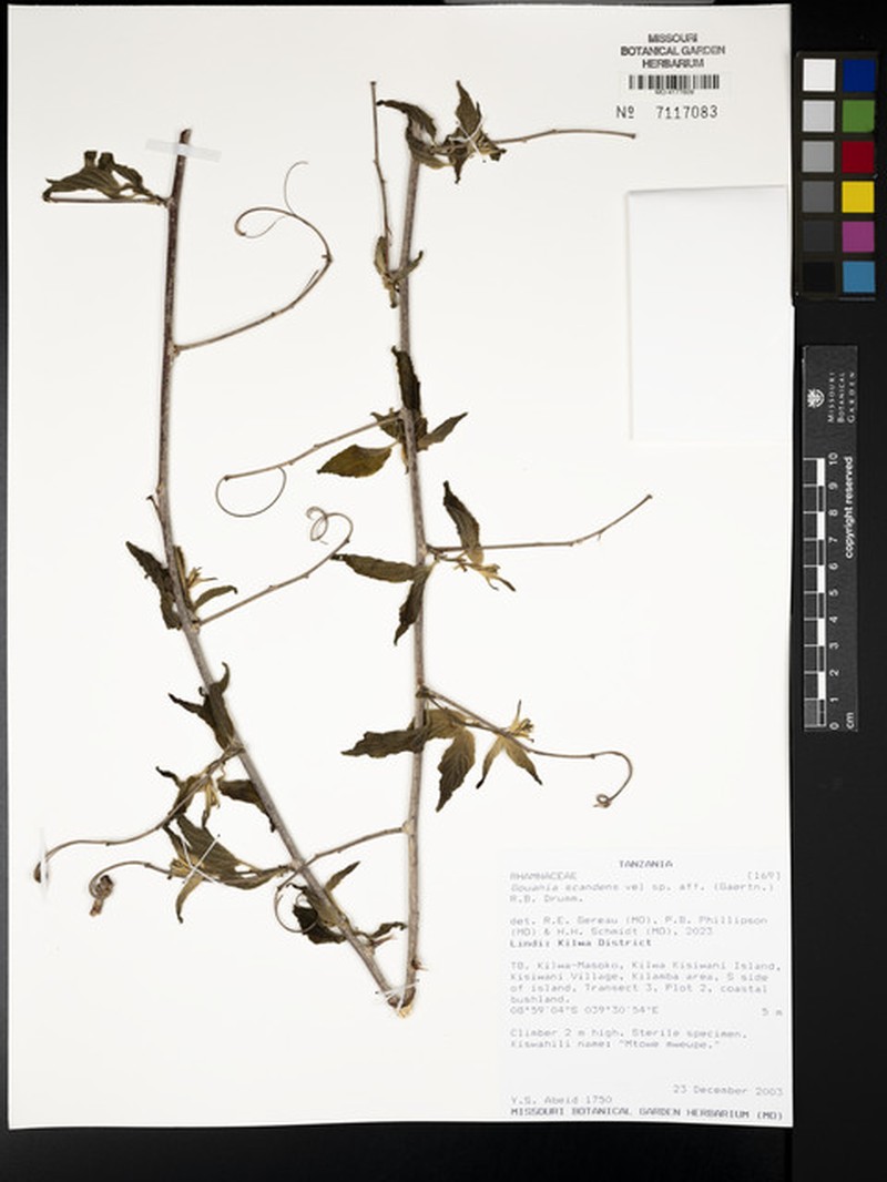 Gouania tiliifolia subsp. tiliifolia photo 2