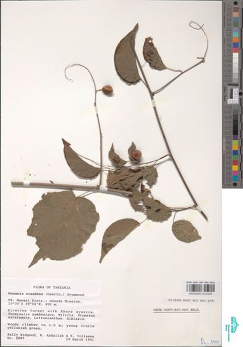 Gouania tiliifolia subsp. tiliifolia photo 3
