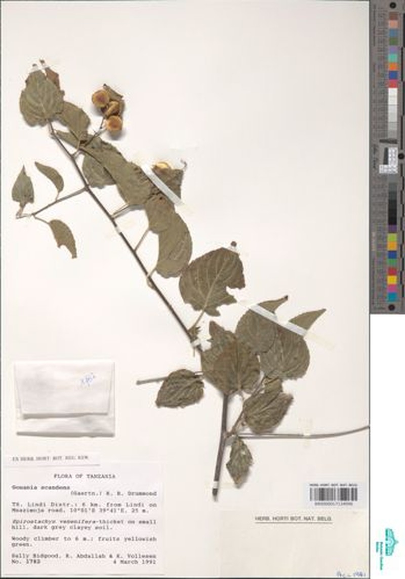 Gouania tiliifolia subsp. tiliifolia photo 4