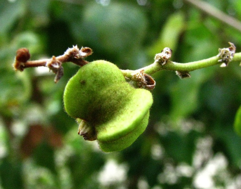 Oahu Chewstick photo 2