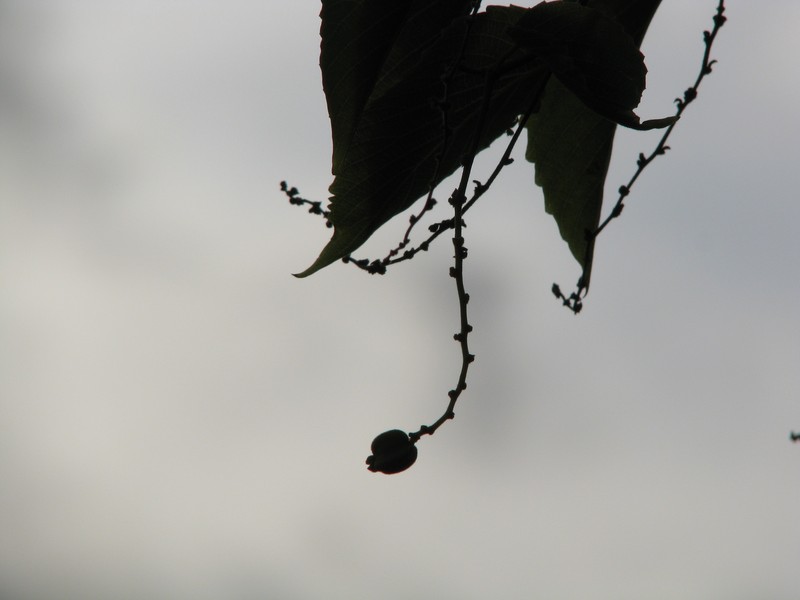 Oahu Chewstick photo 3