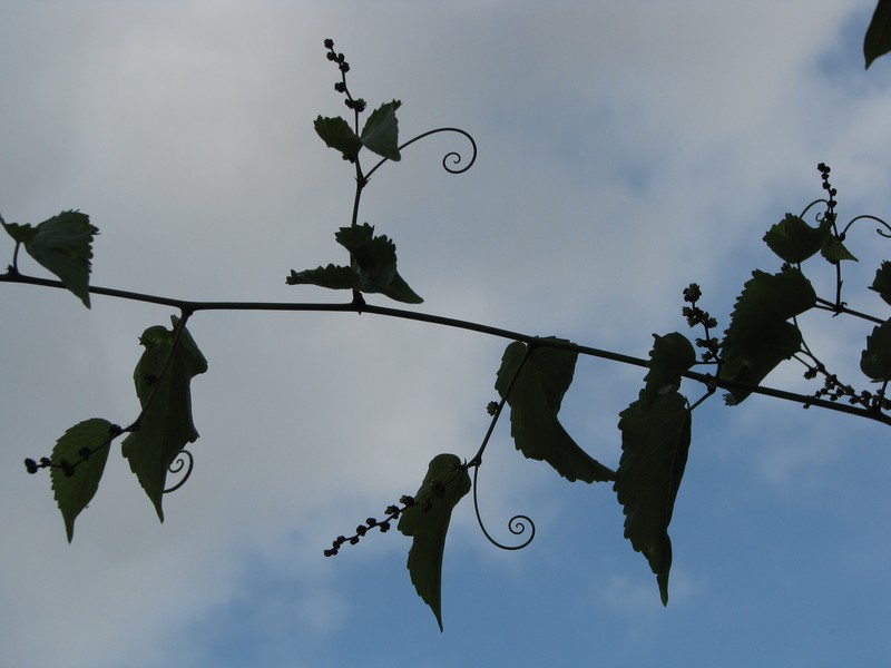 Oahu Chewstick photo 4