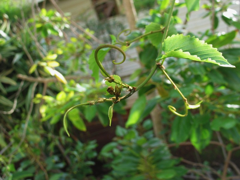 Oahu Chewstick photo 5