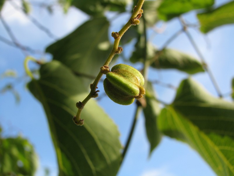 Oahu Chewstick photo 6