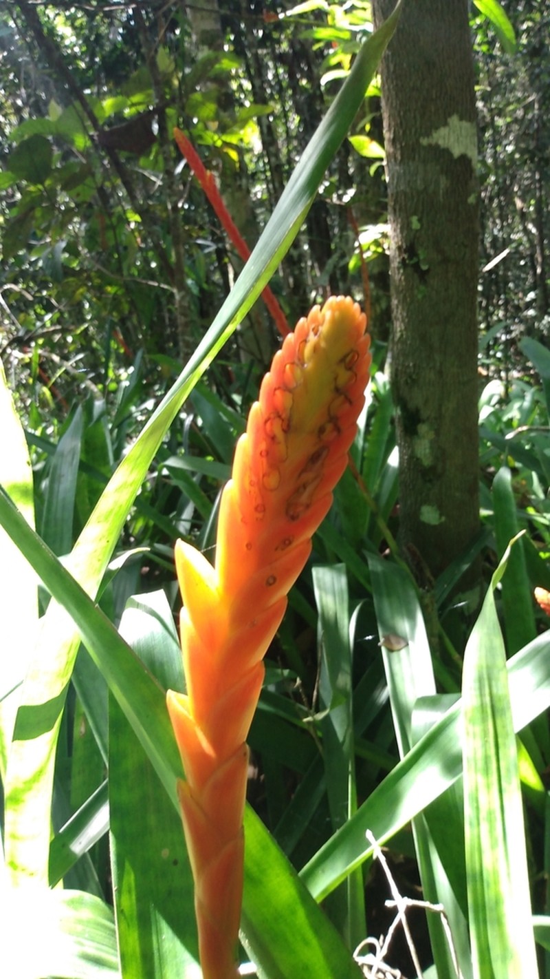 Goudaea chrysostachys