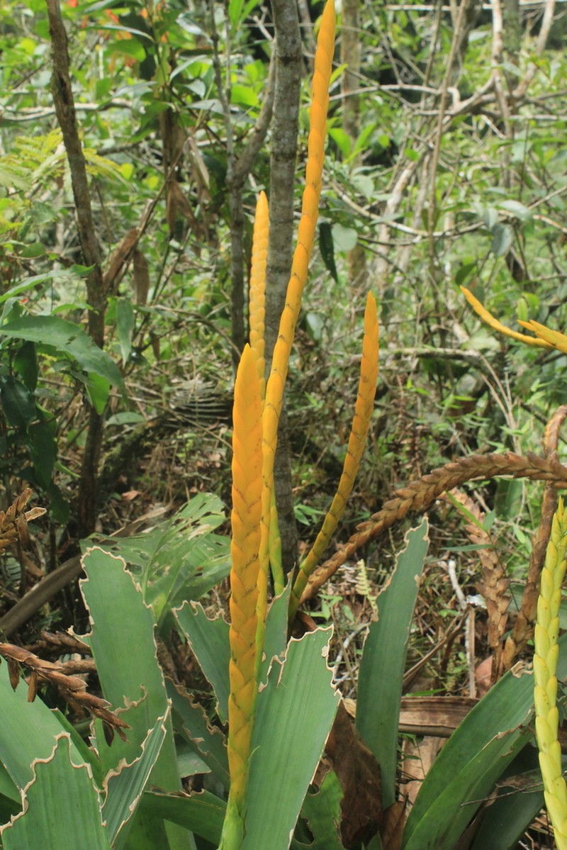 Goudaea chrysostachys photo 2