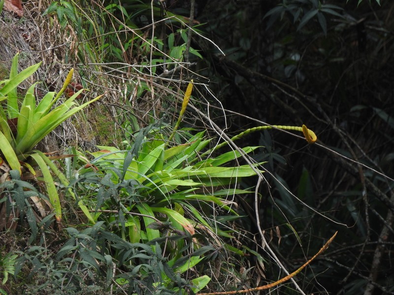 Goudaea chrysostachys photo 3