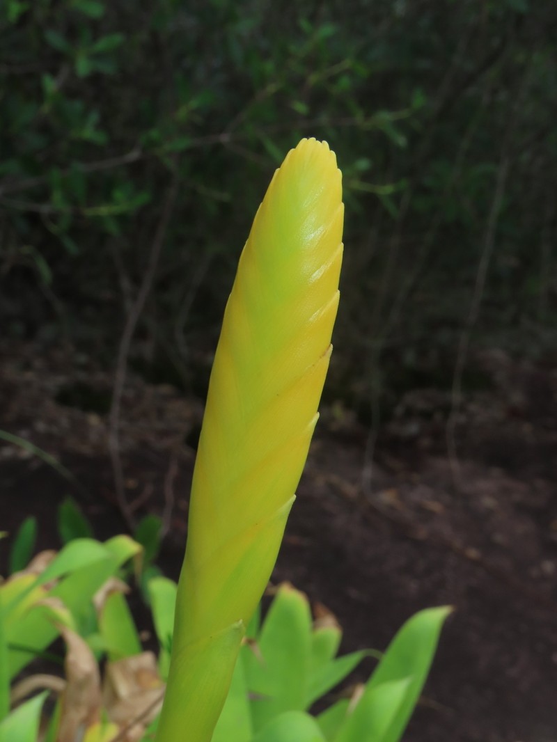 Goudaea chrysostachys photo 4