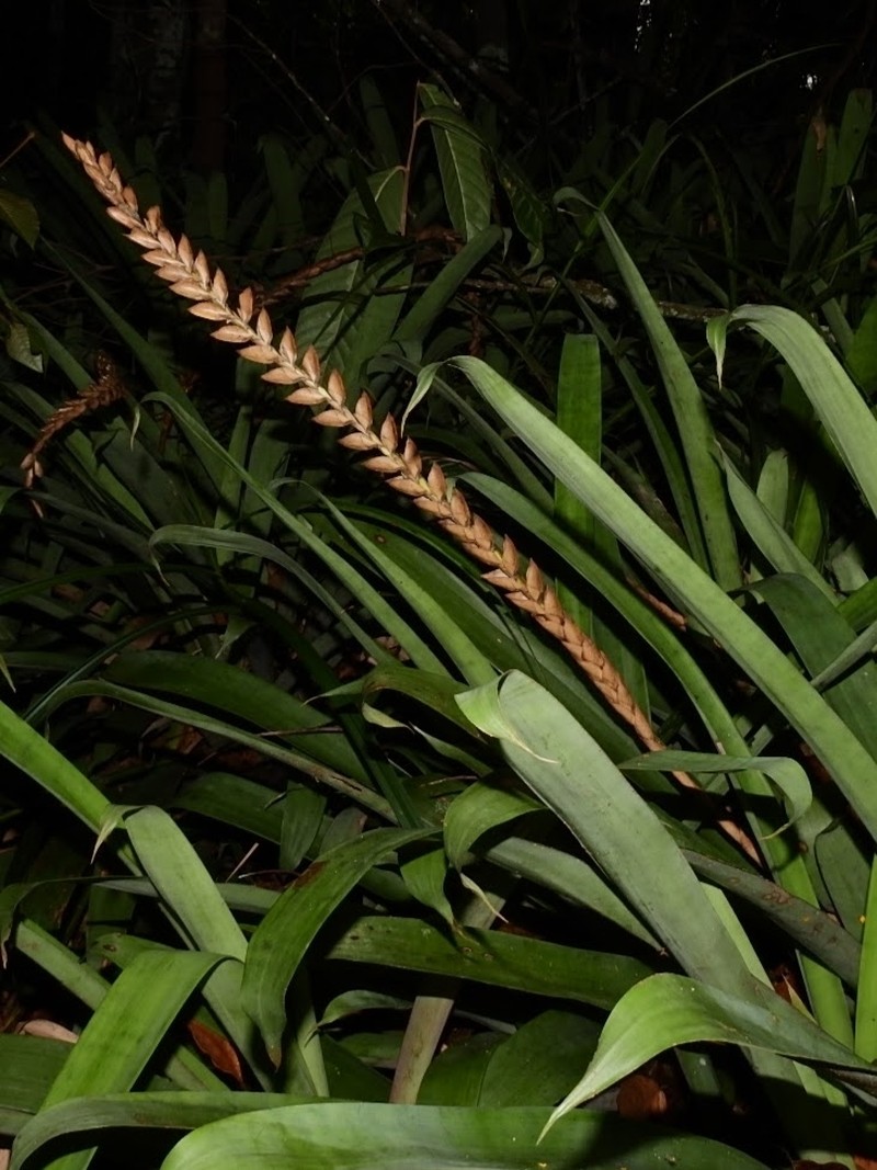 Goudaea chrysostachys photo 5