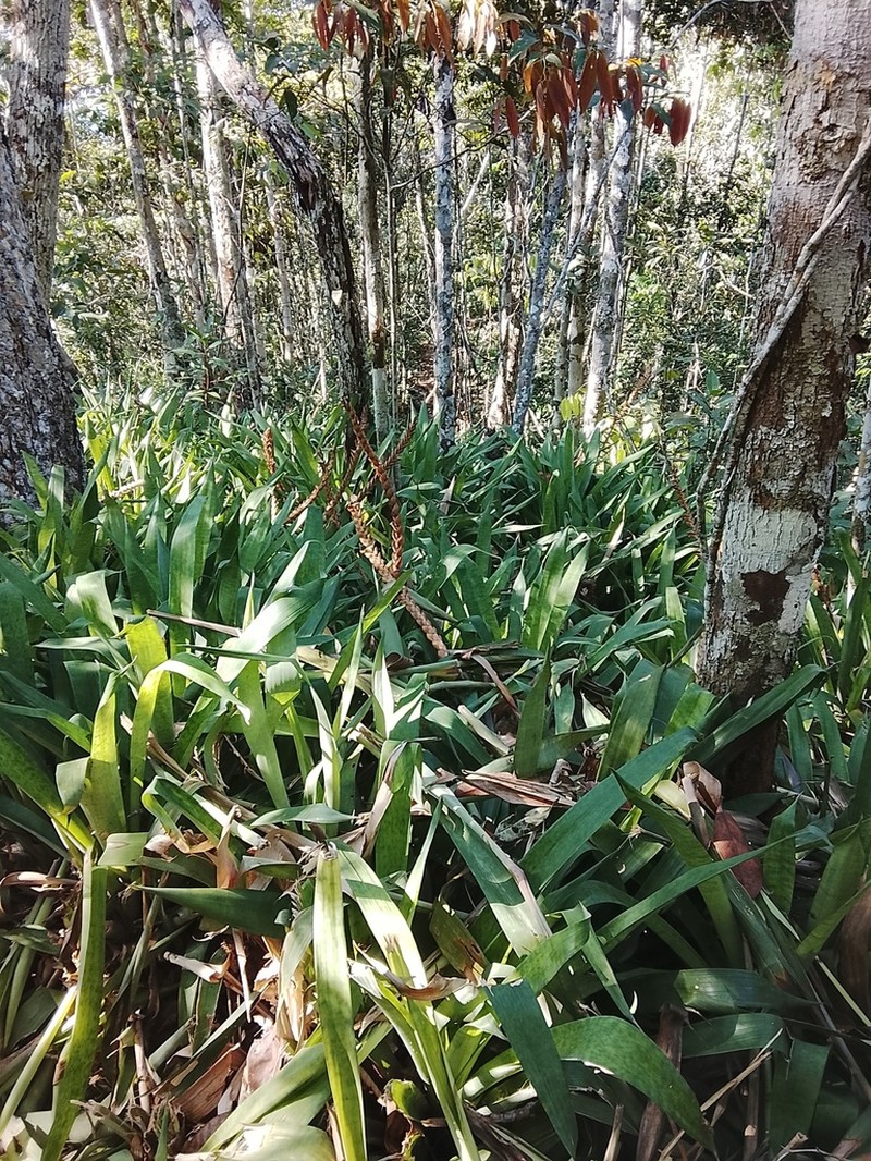 Goudaea chrysostachys photo 6