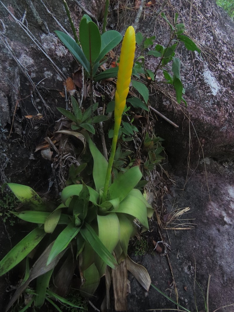 Goudaea chrysostachys photo 7