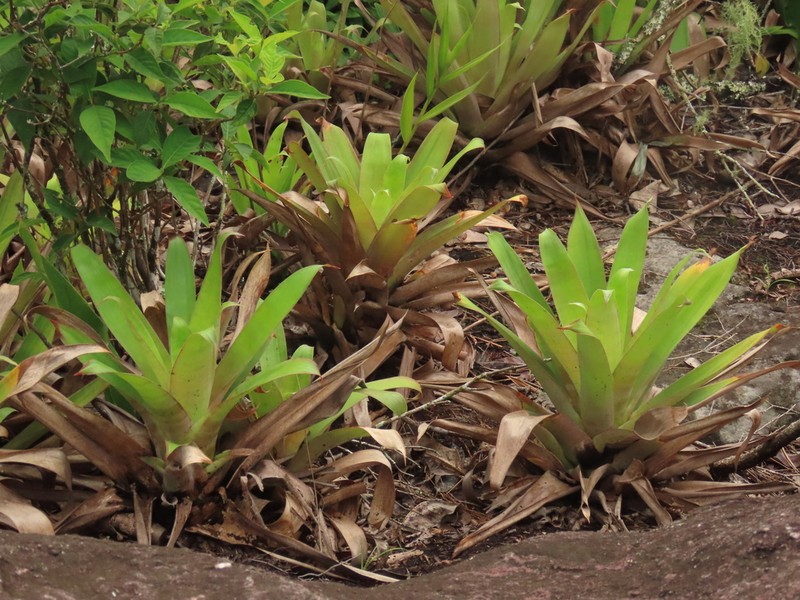 Goudaea chrysostachys photo 8