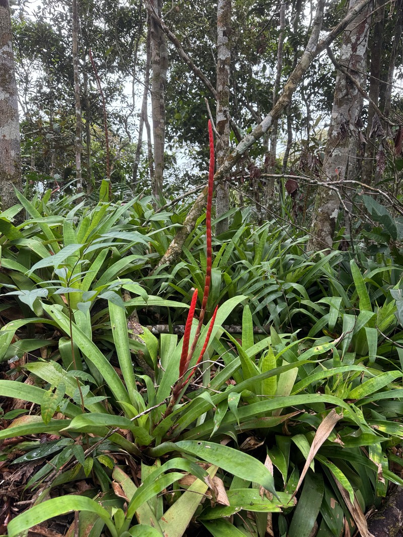Goudaea chrysostachys var. stenophylla