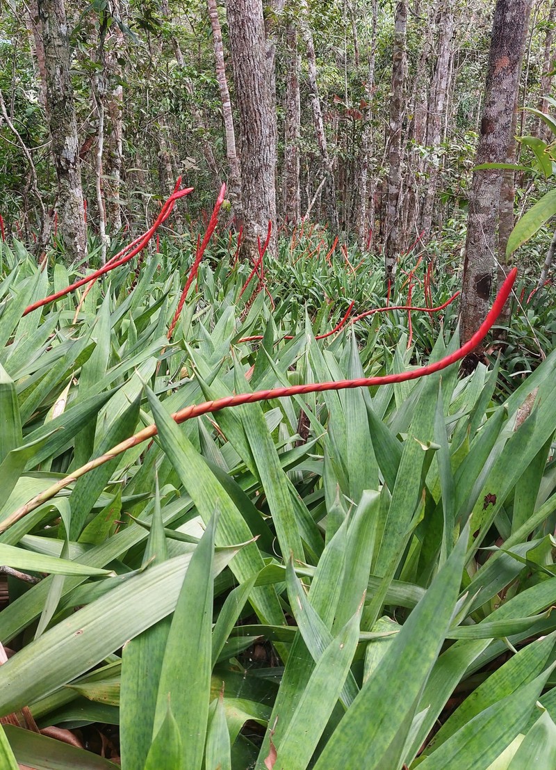 Goudaea chrysostachys var. stenophylla photo 2