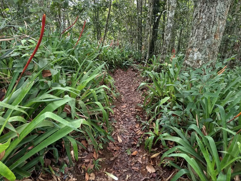 Goudaea chrysostachys var. stenophylla photo 3