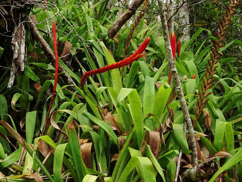 Goudaea chrysostachys var. stenophylla photo 4