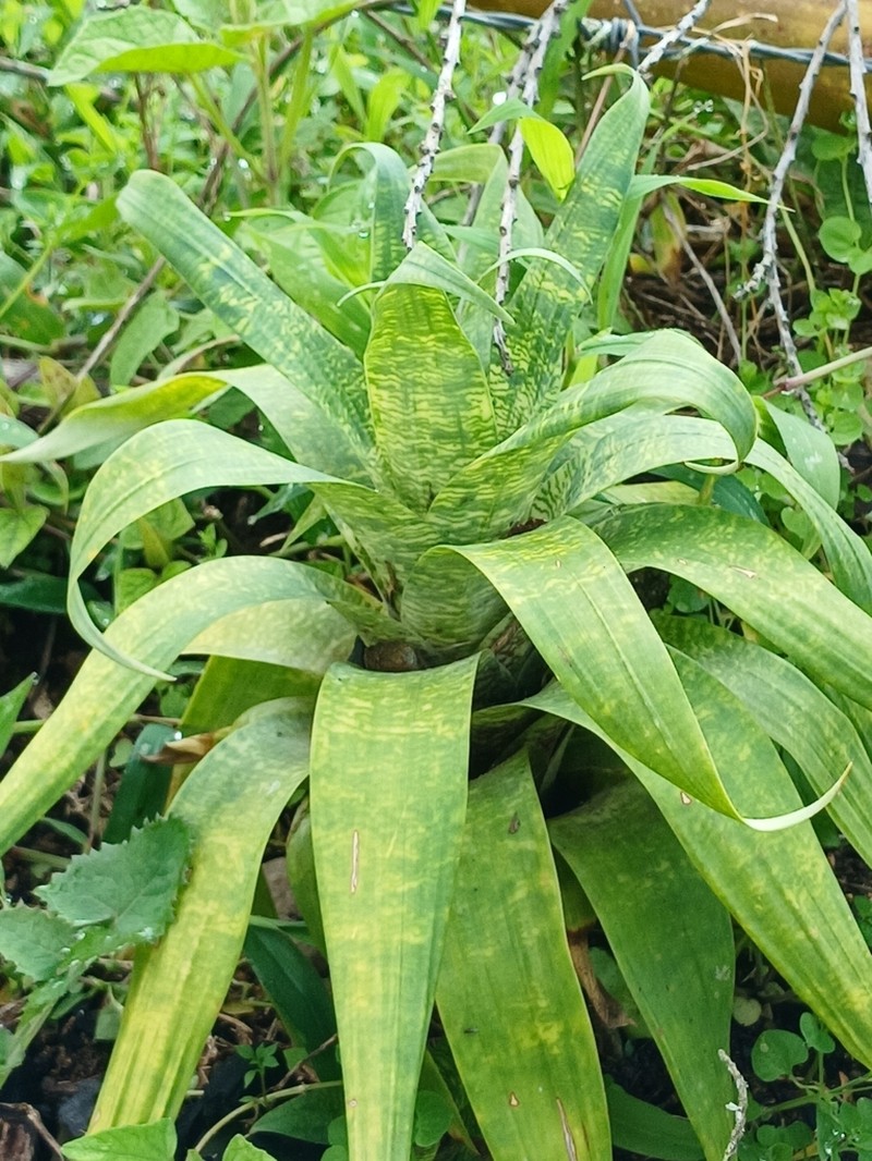 Goudaea ospinae