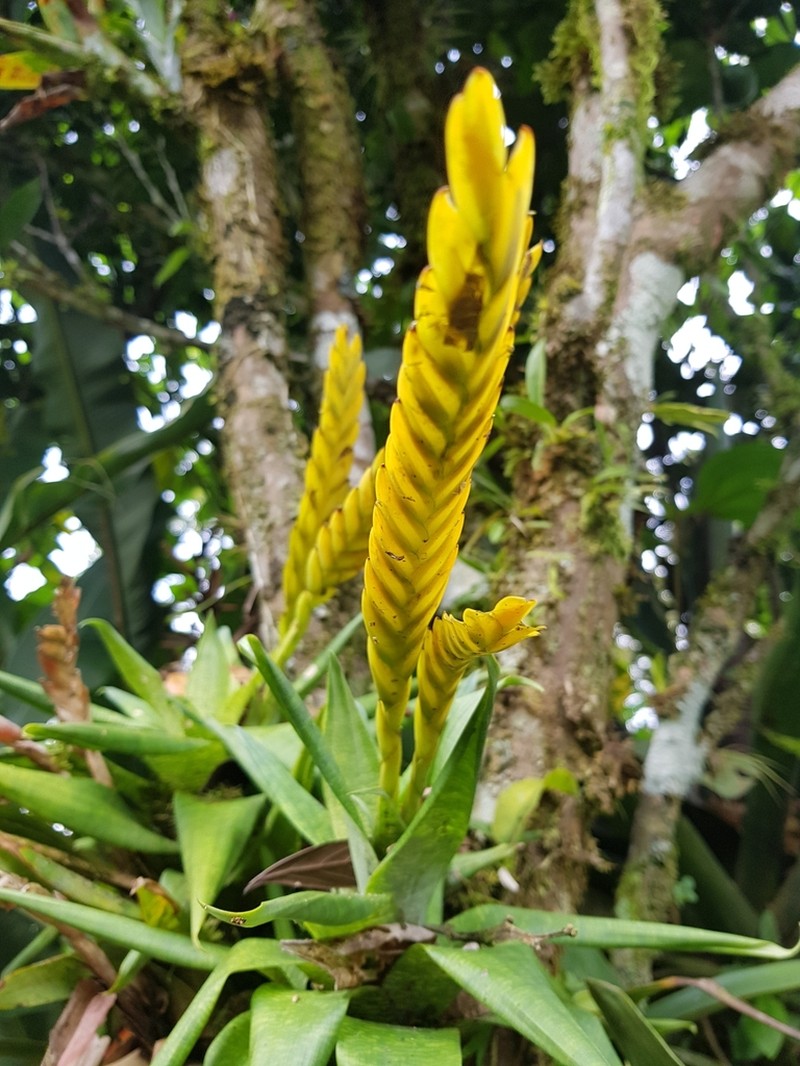 Goudaea ospinae photo 2