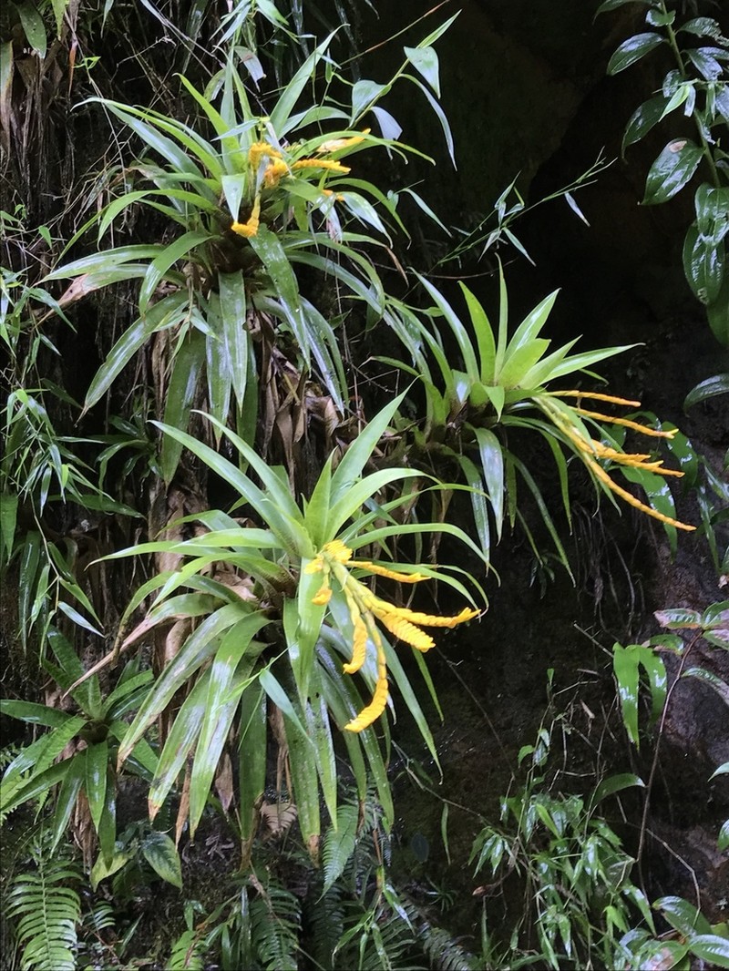 Goudaea ospinae photo 6