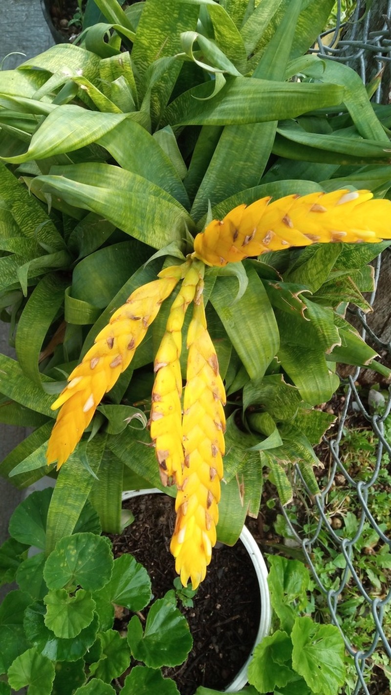 Goudaea ospinae photo 7