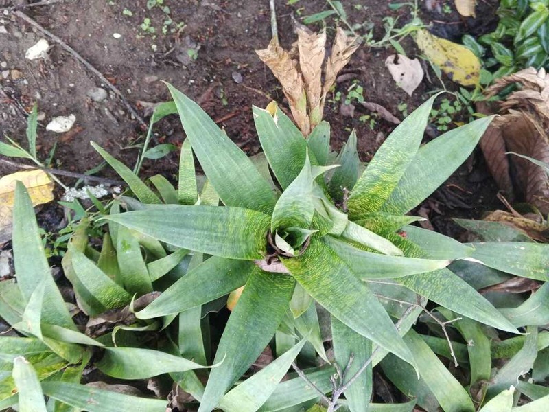 Goudaea ospinae photo 8
