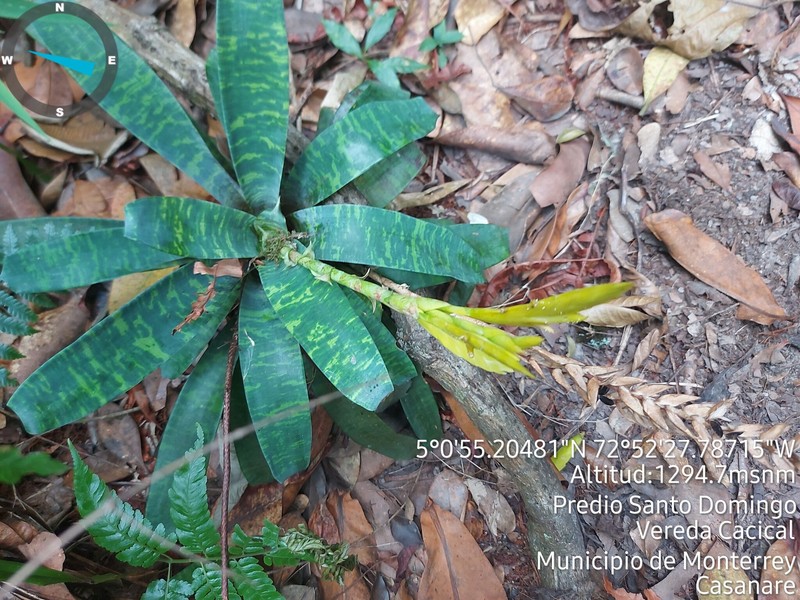Goudaea ospinae var. gruberi