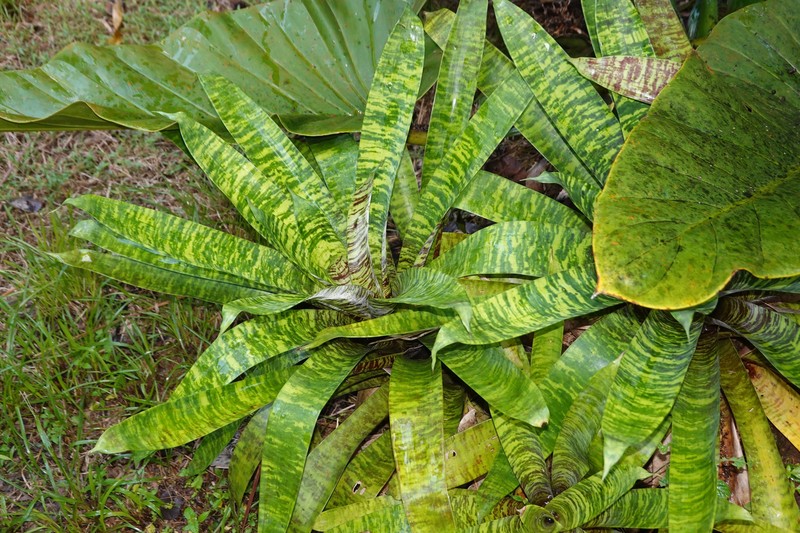 Goudaea ospinae var. gruberi photo 2