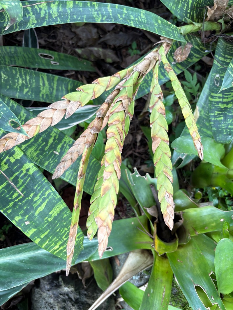 Goudaea ospinae var. gruberi photo 3