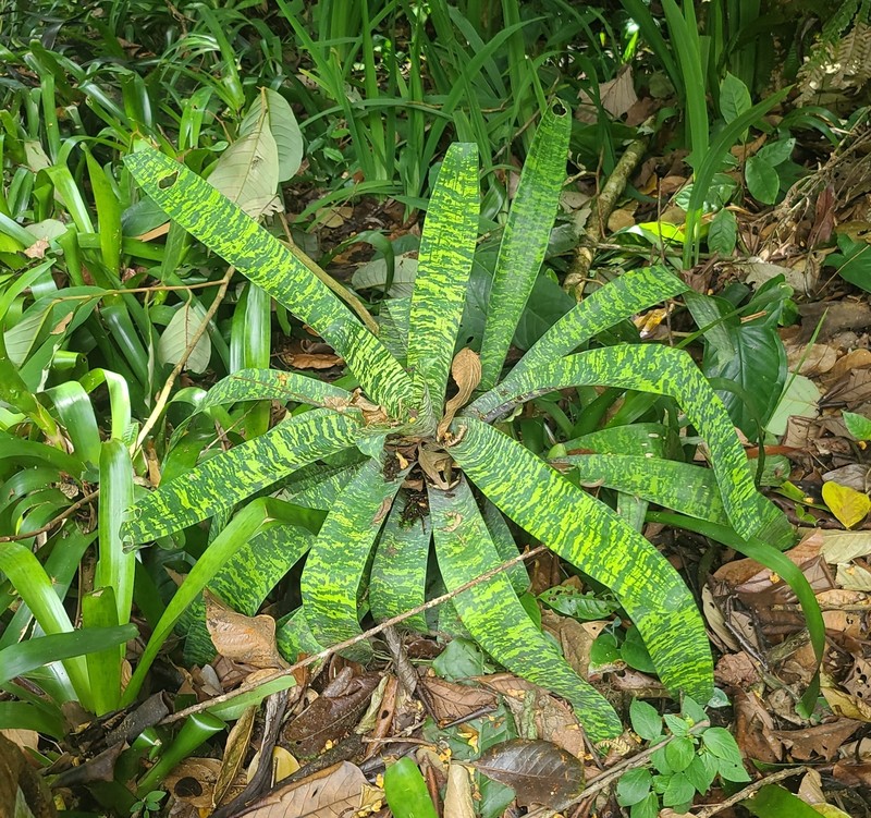 Goudaea ospinae var. gruberi photo 4