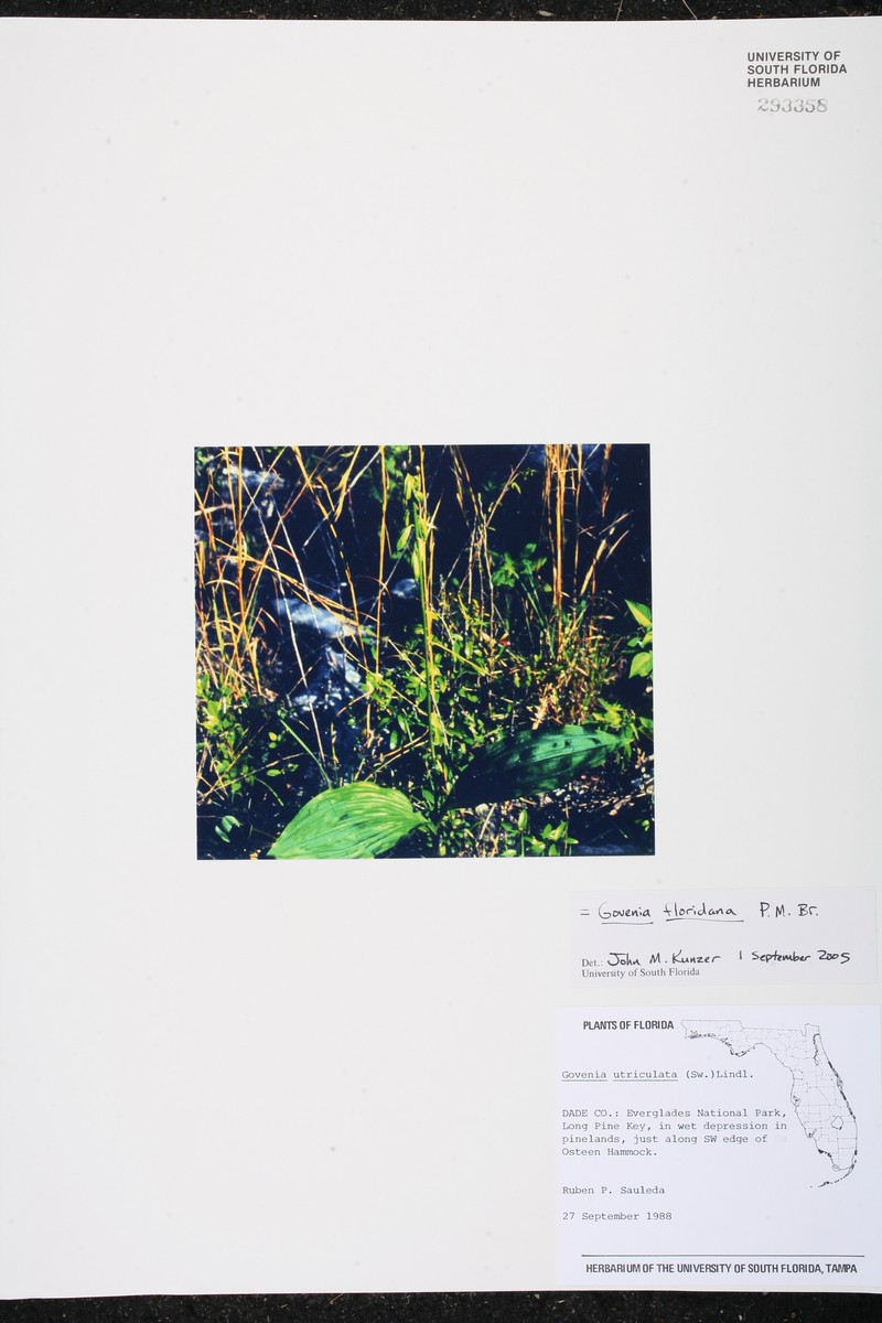 Tropical Govenia
