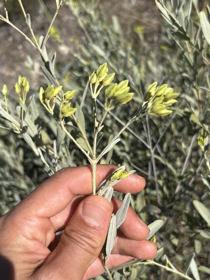 Goyazianthus tetrastichus