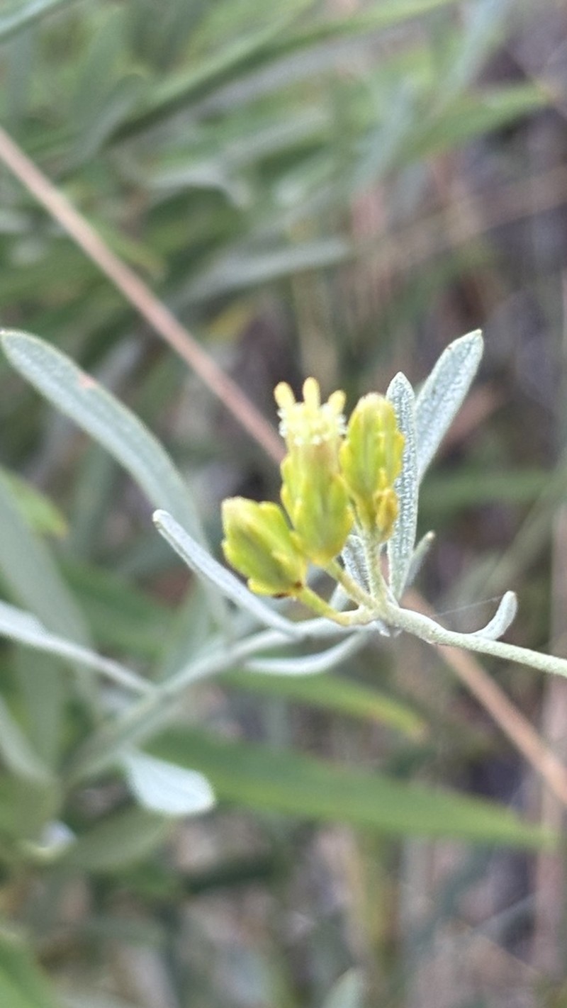 Goyazianthus tetrastichus photo 2
